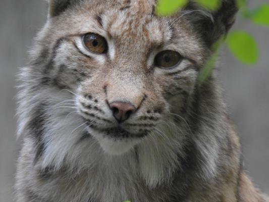 heimattiergarten-tierpark-zoo-fuerstenwalde-tiere-239