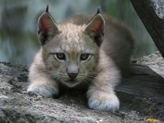 heimattiergarten-tierpark-zoo-fuerstenwalde-tiere-243