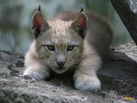 heimattiergarten-tierpark-zoo-fuerstenwalde-tiere-244