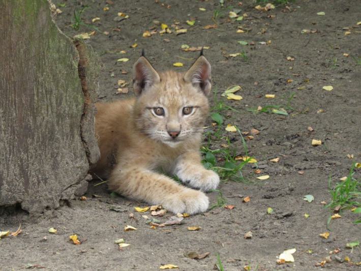 heimattiergarten-tierpark-zoo-fuerstenwalde-tiere-248