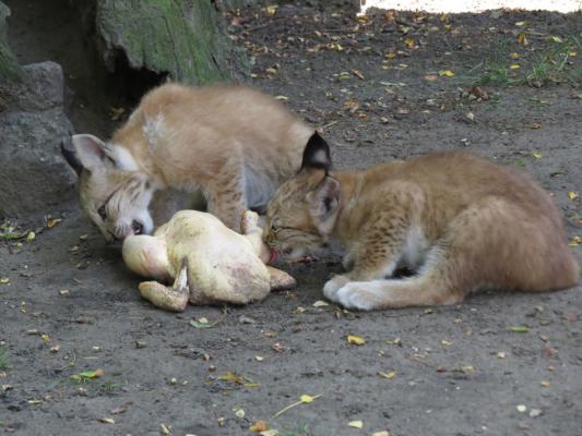 heimattiergarten-tierpark-zoo-fuerstenwalde-tiere-251