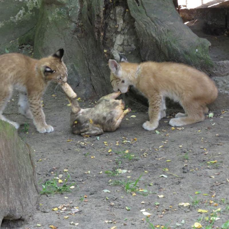 heimattiergarten-tierpark-zoo-fuerstenwalde-tiere-254