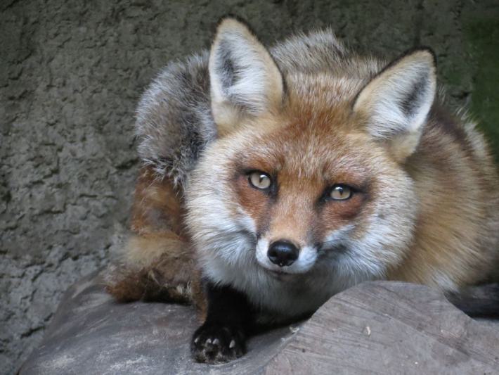 heimattiergarten-tierpark-zoo-fuerstenwalde-tiere-303