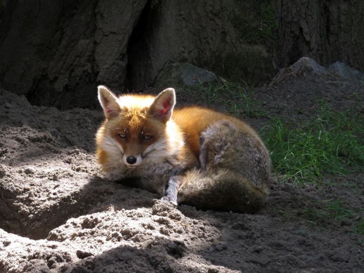 heimattiergarten-tierpark-zoo-fuerstenwalde-tiere-304