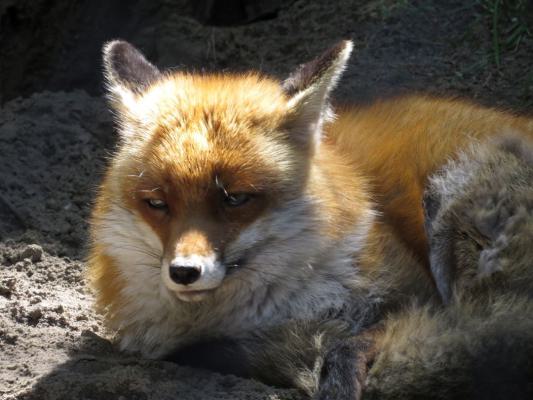 heimattiergarten-tierpark-zoo-fuerstenwalde-tiere-305