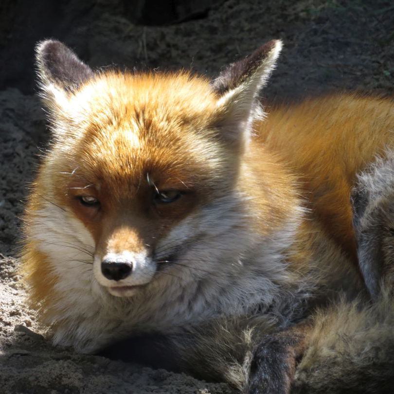 heimattiergarten-tierpark-zoo-fuerstenwalde-tiere-305