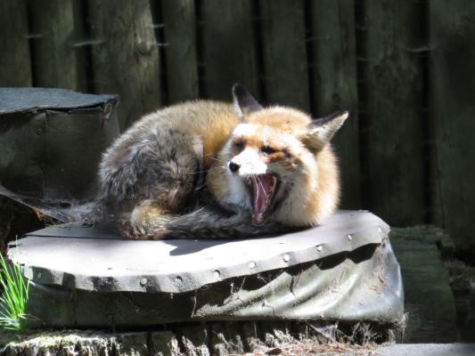 heimattiergarten-tierpark-zoo-fuerstenwalde-tiere-307