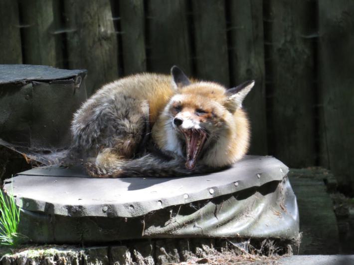 heimattiergarten-tierpark-zoo-fuerstenwalde-tiere-308