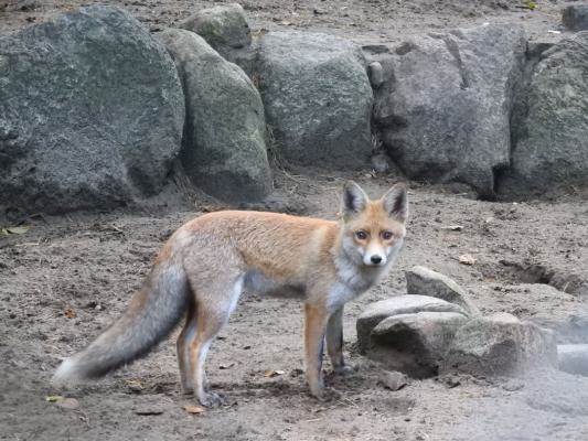 heimattiergarten-tierpark-zoo-fuerstenwalde-tiere-309