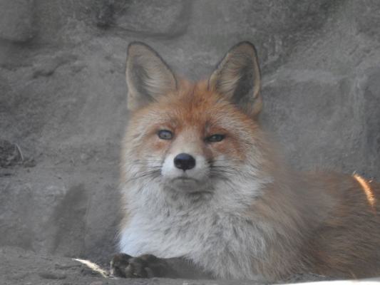 heimattiergarten-tierpark-zoo-fuerstenwalde-tiere-312