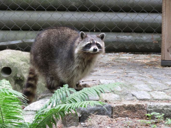 heimattiergarten-tierpark-zoo-fuerstenwalde-tiere-417