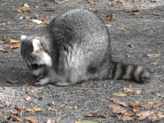 heimattiergarten-tierpark-zoo-fuerstenwalde-tiere-419
