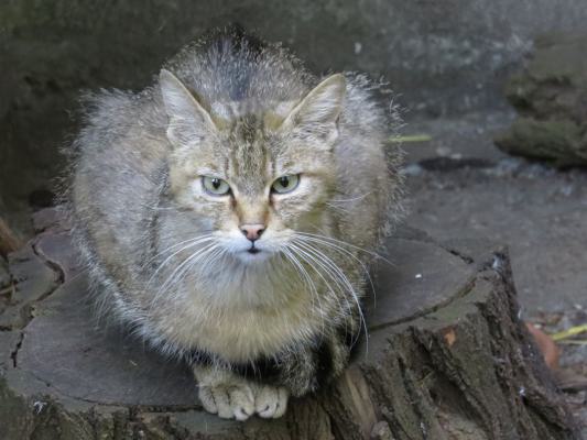 heimattiergarten-tierpark-zoo-fuerstenwalde-tiere-441