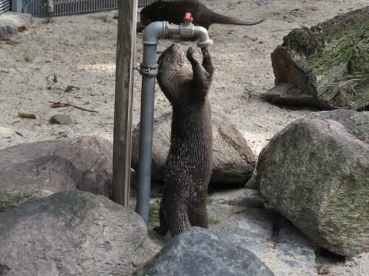 heimattiergarten-tierpark-zoo-fuerstenwalde-tiere-472