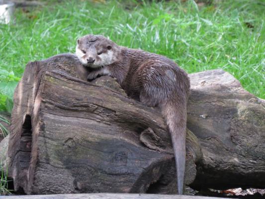 heimattiergarten-tierpark-zoo-fuerstenwalde-tiere-475