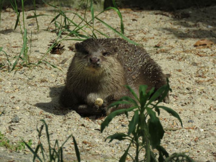 heimattiergarten-tierpark-zoo-fuerstenwalde-tiere-479
