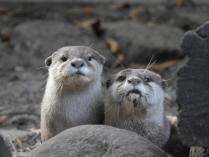 heimattiergarten-tierpark-zoo-fuerstenwalde-tiere-483