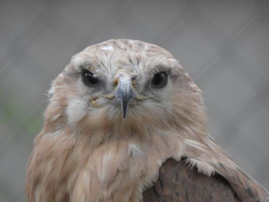 heimattiergarten-tierpark-zoo-fuerstenwalde-tiere-001