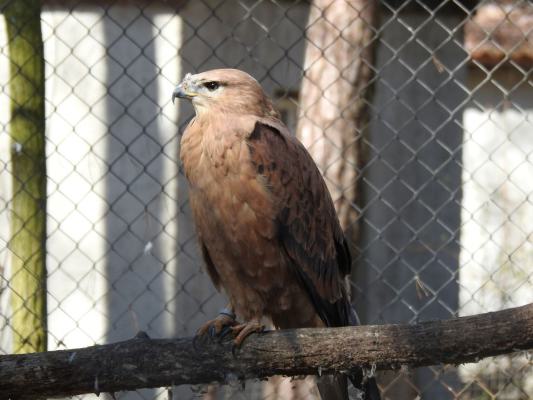 heimattiergarten-tierpark-zoo-fuerstenwalde-tiere-002