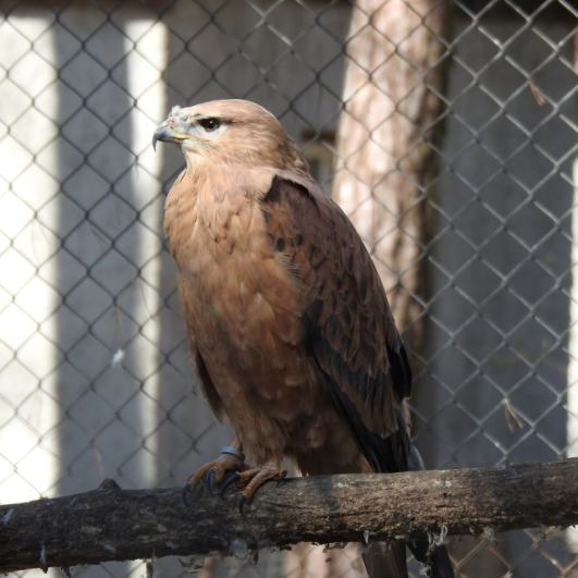 heimattiergarten-tierpark-zoo-fuerstenwalde-tiere-002