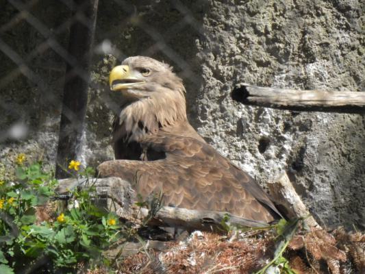 heimattiergarten-tierpark-zoo-fuerstenwalde-tiere-131