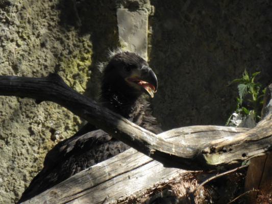 heimattiergarten-tierpark-zoo-fuerstenwalde-tiere-133