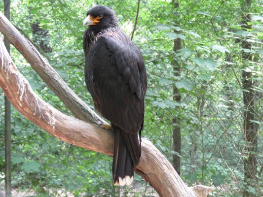 heimattiergarten-tierpark-zoo-fuerstenwalde-tiere-137