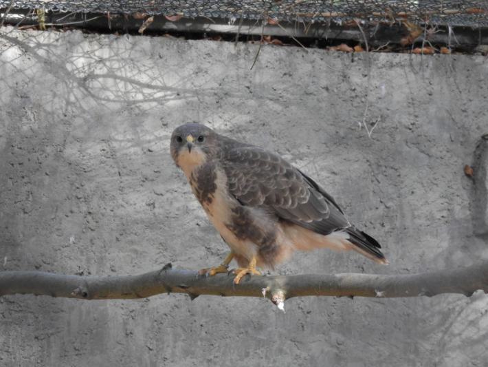 heimattiergarten-tierpark-zoo-fuerstenwalde-tiere-257