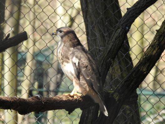 heimattiergarten-tierpark-zoo-fuerstenwalde-tiere-259