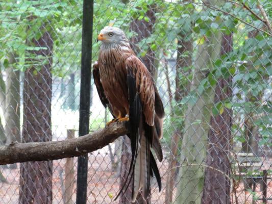 heimattiergarten-tierpark-zoo-fuerstenwalde-tiere-315