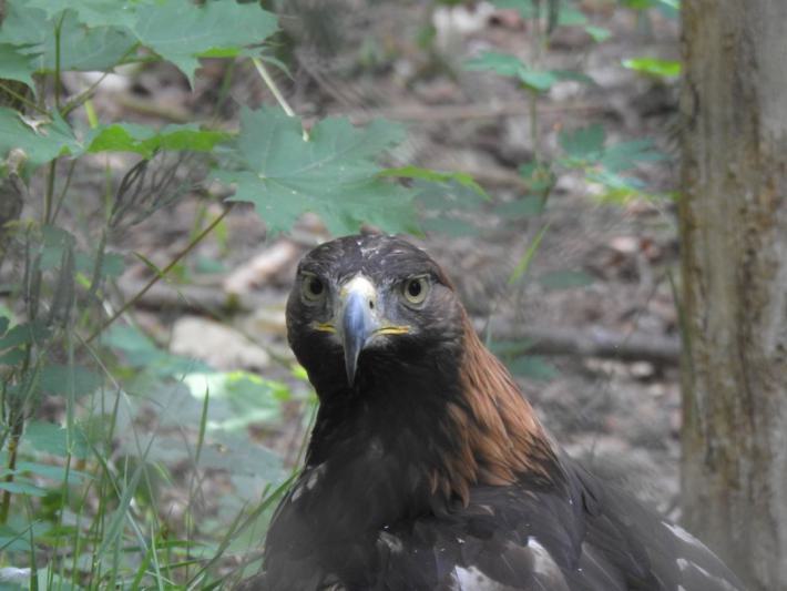 heimattiergarten-tierpark-zoo-fuerstenwalde-tiere-347