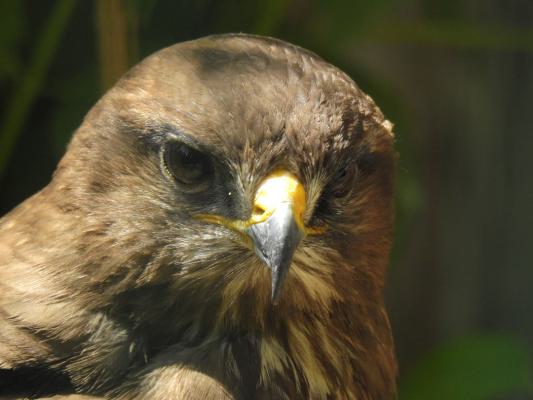 heimattiergarten-tierpark-zoo-fuerstenwalde-tiere-348