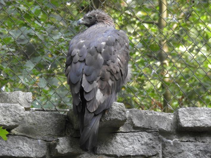 heimattiergarten-tierpark-zoo-fuerstenwalde-tiere-350