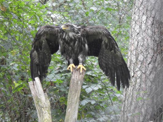 heimattiergarten-tierpark-zoo-fuerstenwalde-tiere-366
