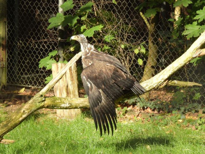 heimattiergarten-tierpark-zoo-fuerstenwalde-tiere-370