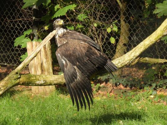 heimattiergarten-tierpark-zoo-fuerstenwalde-tiere-372