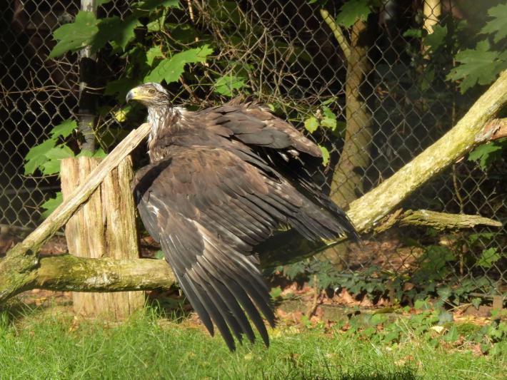 heimattiergarten-tierpark-zoo-fuerstenwalde-tiere-373