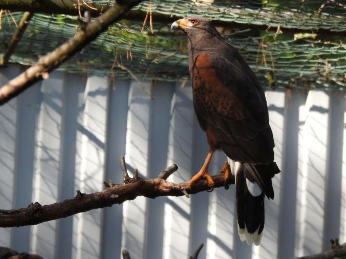 heimattiergarten-tierpark-zoo-fuerstenwalde-tiere-458