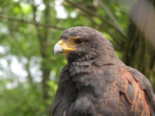 heimattiergarten-tierpark-zoo-fuerstenwalde-tiere-460