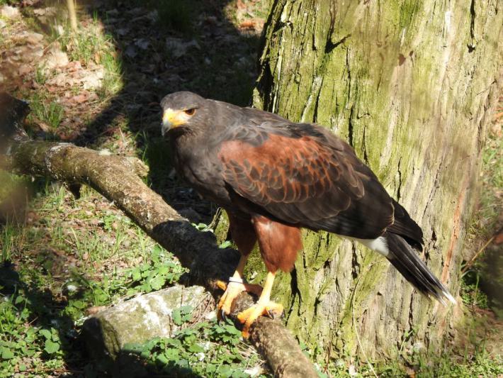 heimattiergarten-tierpark-zoo-fuerstenwalde-tiere-462