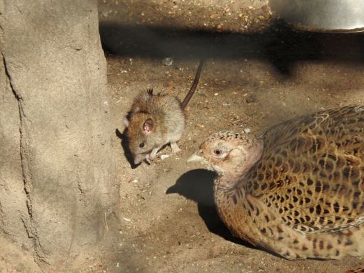 heimattiergarten-tierpark-zoo-fuerstenwalde-tiere-189