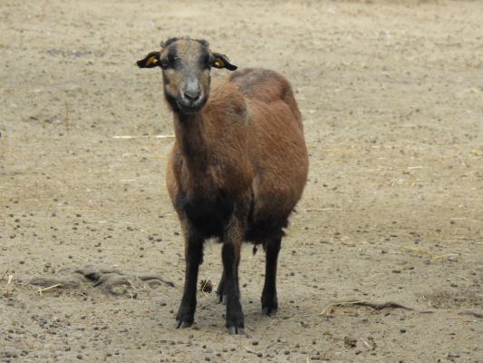 heimattiergarten-tierpark-zoo-fuerstenwalde-tiere-190