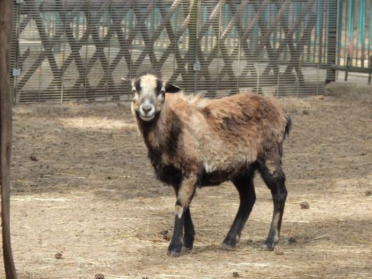 heimattiergarten-tierpark-zoo-fuerstenwalde-tiere-191