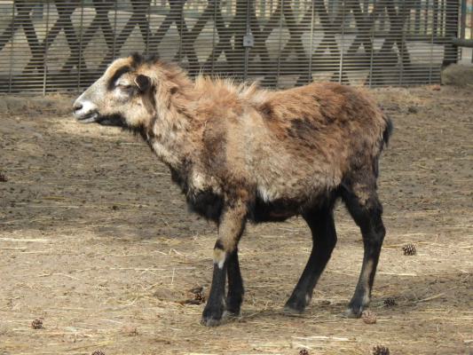heimattiergarten-tierpark-zoo-fuerstenwalde-tiere-192