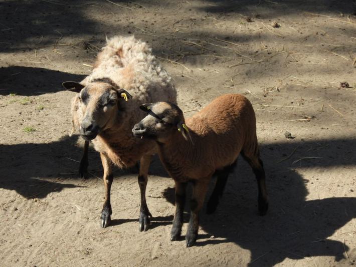 heimattiergarten-tierpark-zoo-fuerstenwalde-tiere-194