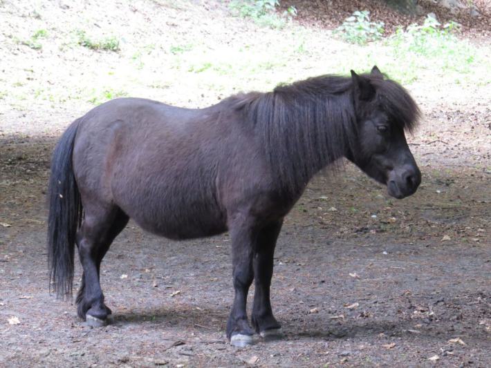 heimattiergarten-tierpark-zoo-fuerstenwalde-tiere-292
