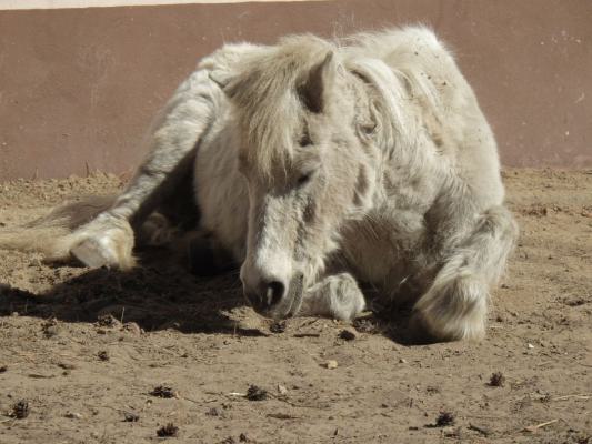 heimattiergarten-tierpark-zoo-fuerstenwalde-tiere-295