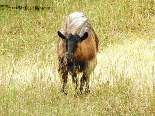 heimattiergarten-tierpark-zoo-fuerstenwalde-tiere-378