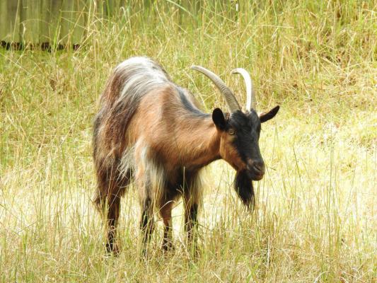 heimattiergarten-tierpark-zoo-fuerstenwalde-tiere-379