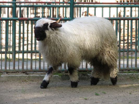 heimattiergarten-tierpark-zoo-fuerstenwalde-tiere-413